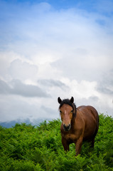 Wonderful brown young horse standing on a meadow full of fern