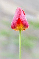 Close up of a beautiful red tulip in the morning with straight stem and drops of dew on the petals