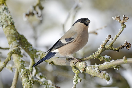 Dompfaff Weibchen (Pyrrhula pyrrhula) - bullfinch / female 