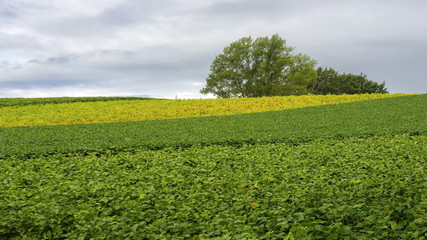 Rural landscape in JAPAN