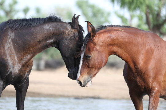 marwari mares