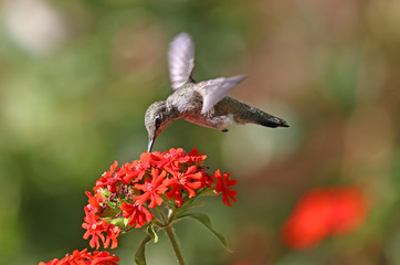 Annas Hummingbird in flight, feeding on Maltese Cross flowers
