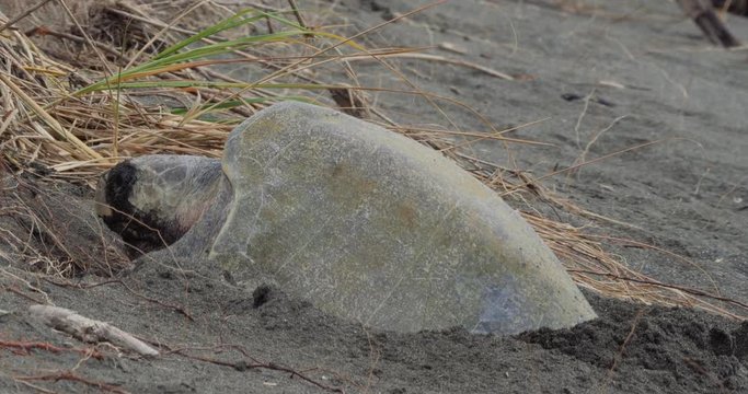 Leatherback Sea Turtle, Laying And Covering Her Eggs, Costa Rica