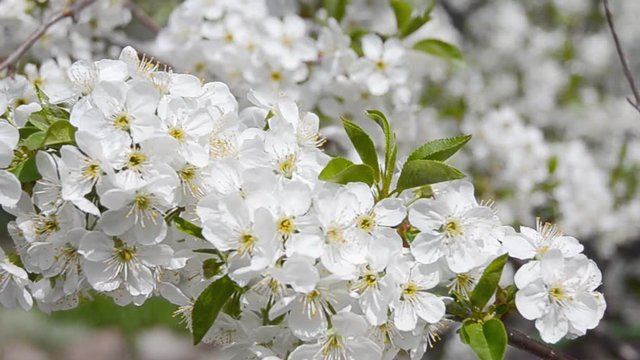 A branch of cherry blossoms in the spring garden. White flowers on a cherry tree blossomed in the spring.