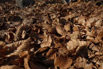 Autumn leafs in forest
