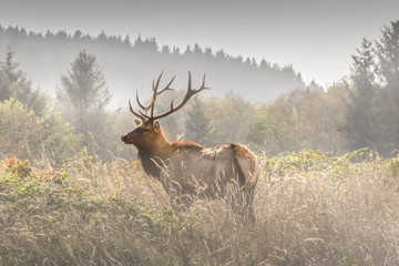 Elk in the morning mist