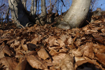 Autumn leafs in forest