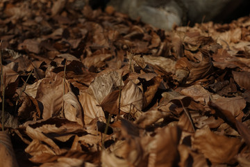 Autumn leafs in forest