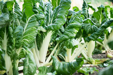 White-stemmed chard is growing in the garden