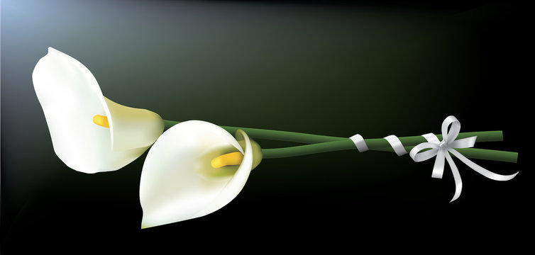 Bouquet of calla lilies isolated on a dark background.