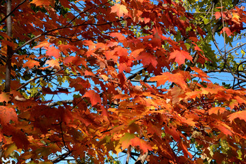 autumn in Canada