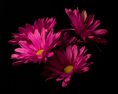 Pink Daisy Cluster 0124