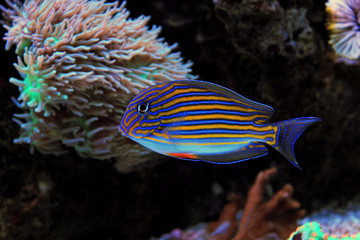 Clown tang - Acanthurus Lineatus