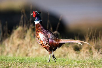 Common Pheasant, Pheasant, Phasianus colchicus