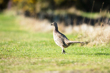 Common Pheasant, Pheasant, Phasianus colchicus