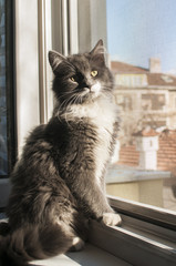 Young gray female cat by open home window inside in sunny day