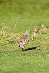 Common Pheasant, Pheasant, Phasianus colchicus