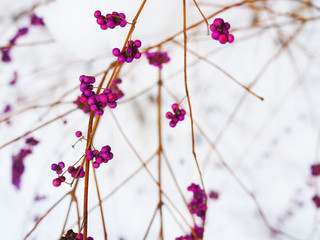 Top view close up small cluster group of purple Japanese beautyberry (Callicarpa mollis) fruit ball on dry brown spread thin stick branch of plant bush in winter snow field background