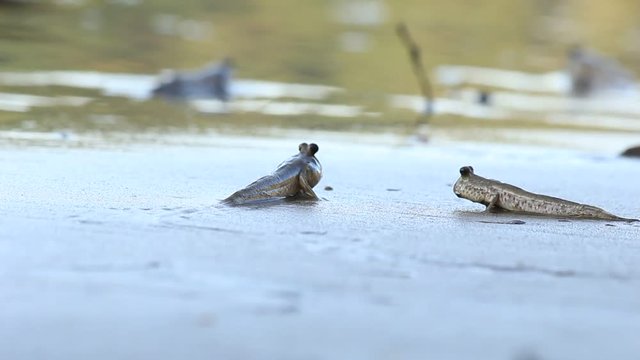 Mudskipper (Rockskipper) fish on land