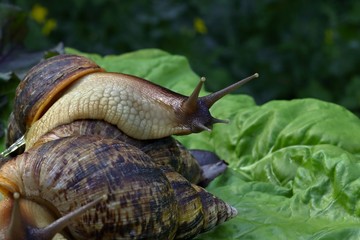 Snail on the conch