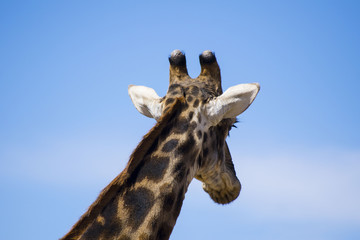 Obraz premium Giraffe