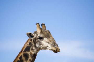 Giraffe
