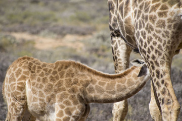Feeding Giraffe