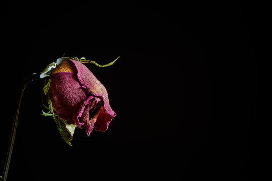 Fototapeta Dramatic withered rose on black background