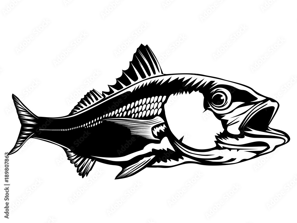 Wall mural Red snapper isolated