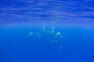 Giant Pod of Dolphins