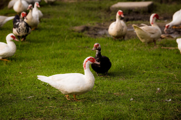 Muscovy ducks roaming on the grass in Organic Farm  in Thailand. Beautiful male Muscovy duck. Close up.
