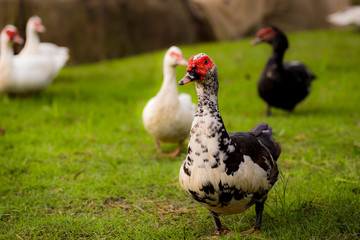 Muscovy ducks roaming on the grass in Organic Farm  in Thailand. Beautiful male Muscovy duck. Close up.