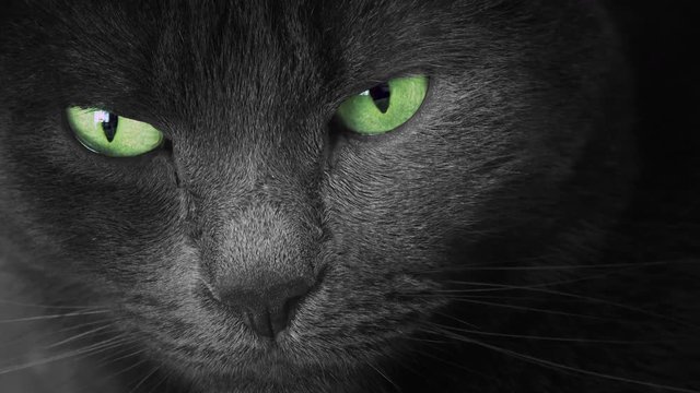 Portrait of black cat with green eyes, close up