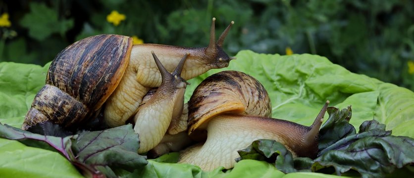 Slugg Bilder – Durchsuchen 261 Archivfotos, Vektorgrafiken und Videos ...