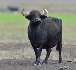 The wild water buffalo with white egret. Asian buffalo, Asiatic buffalo and Wild Asian Buffalo.