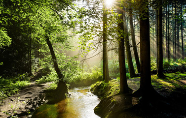 Beautiful sunrise in a misty forest with sunbeams shining through the trees