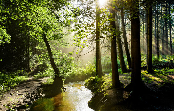 Fototapeta Beautiful sunrise in a misty forest with sunbeams shining through the trees