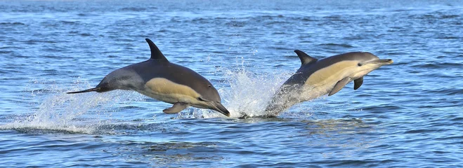 Fotobehang Dolfijn Dolfijnen, zwemmen in de oceaan. Dolfijnen zwemmen en springen uit het water. De Langsnavelige gewone dolfijn (wetenschappelijke naam: Delphinus capensis) in de Atlantische Oceaan.