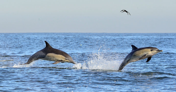 Dolphins, swimming in the ocean. Dolphins swim and jumping from the water. The Long-beaked common dolphin (scientific name: Delphinus capensis) in atlantic ocean.
