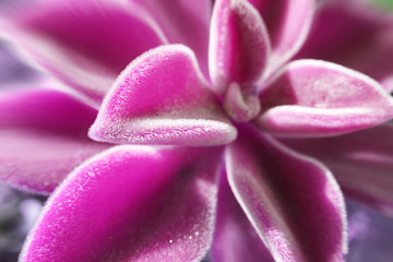 Gorgeous Succulent In Vibrant Purple With Zoom Burst High Quality Stock Photo 