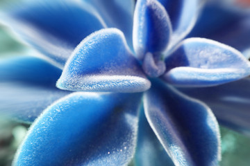 Beautiful Succulent In Ice Blue With Zoom Burst 