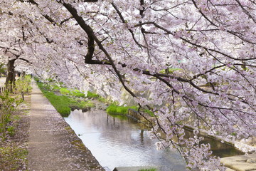 Fototapeta premium 満開の桜、兵庫県西宮市夙川公園にて
