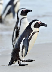 Swimming and jumping out of water African Penguin. The African penguin (Spheniscus demersus), also known as the jackass penguin and black-footed penguin in Southern African waters.