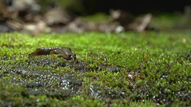 a rare mountain salamander