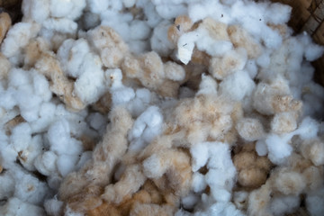 Silk that has not been dyed. Sericulture,silks