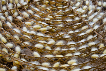 group of silk worm cocoons nests