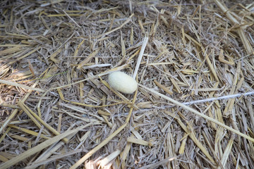White silkworm cocoons