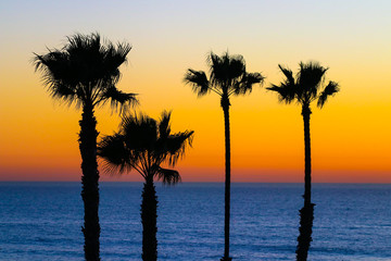 Fototapeta premium Four Palm Trees