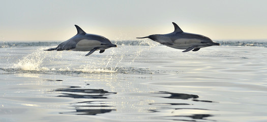 Dolfijn, zwemmen in de oceaan. Dolfijnen zwemmen en springen uit het water. De Langsnavelige gewone dolfijn (wetenschappelijke naam: Delphinus capensis) in de Atlantische Oceaan.