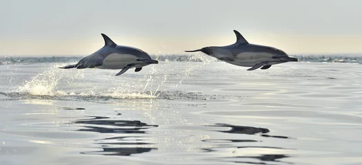 Fotobehang Dolfijn Dolfijn, zwemmen in de oceaan. Dolfijnen zwemmen en springen uit het water. De Langsnavelige gewone dolfijn (wetenschappelijke naam: Delphinus capensis) in de Atlantische Oceaan.